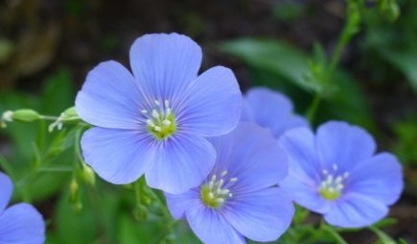 Flax flowers used to make linen fabric