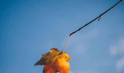 Autumn leaf hanging from a branch